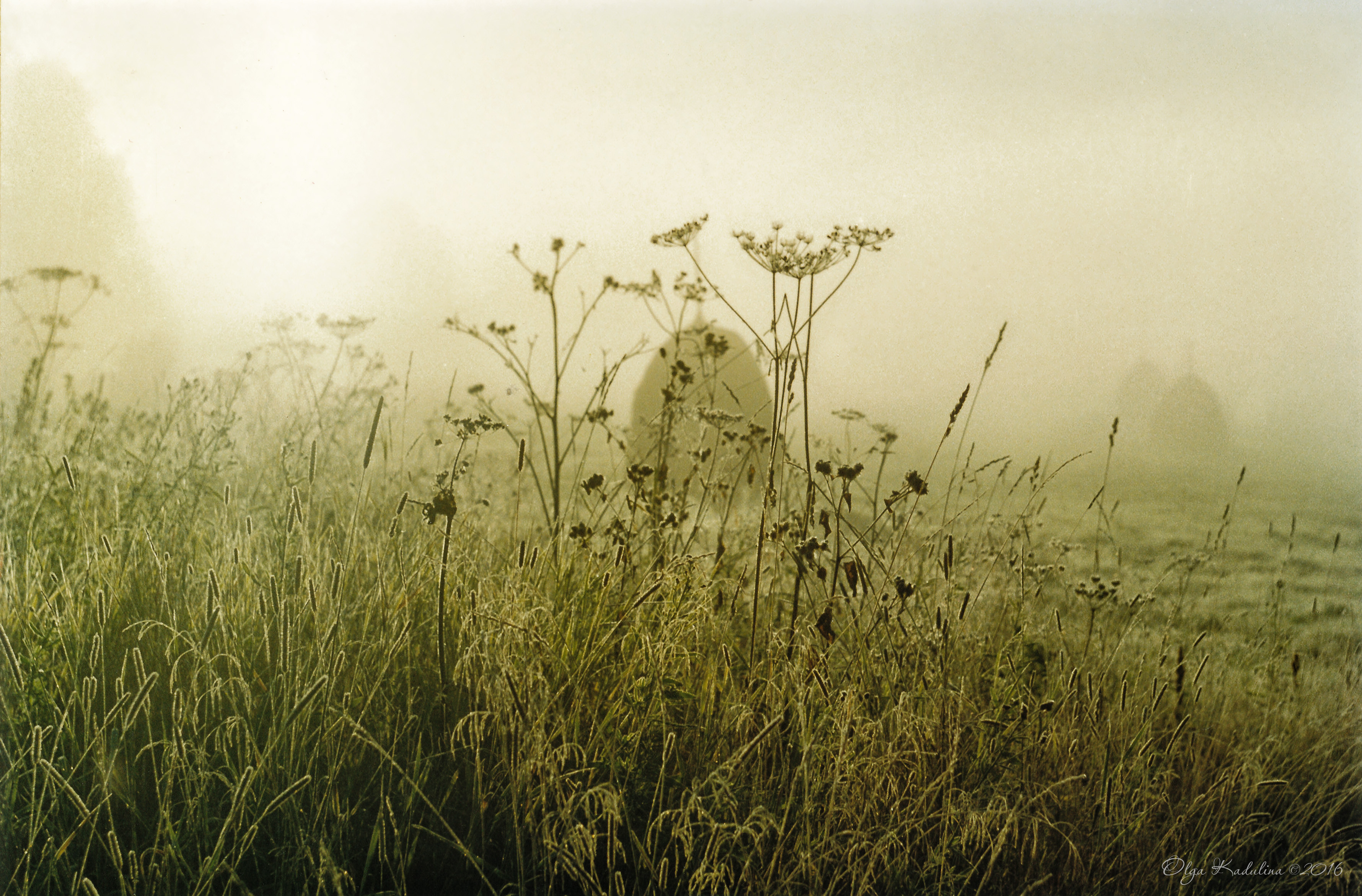 Звон трава. Трава в тумане. Полевые травы. Луговые травы в тумане. Цветы в тумане.