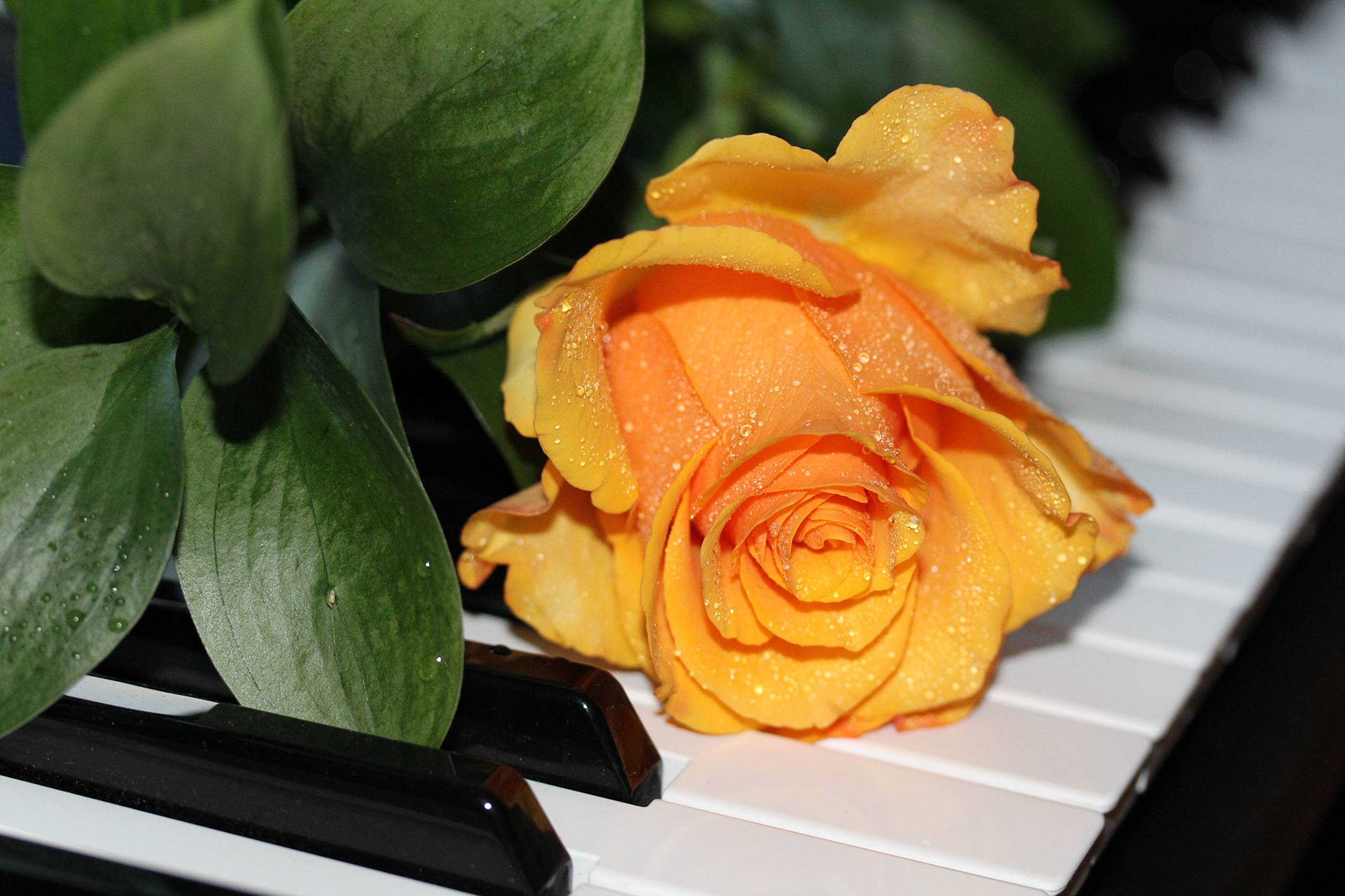 Роза пиано желтая