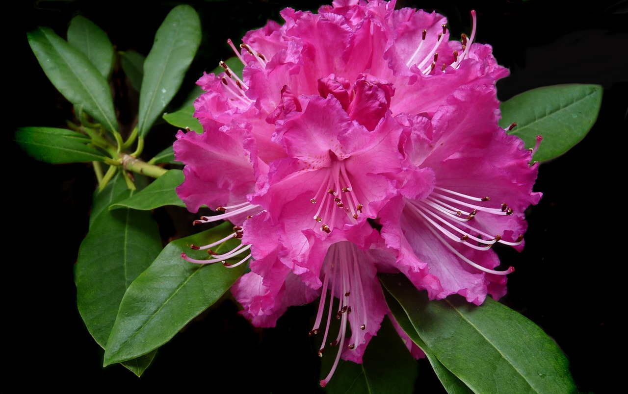 Азалия/рододендрон (Rhododendron Daviesii