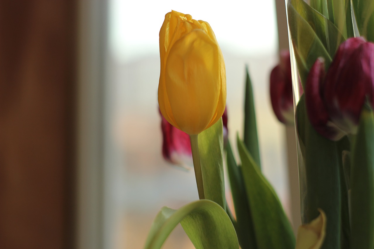 Тюльпаны на окне Эстетика