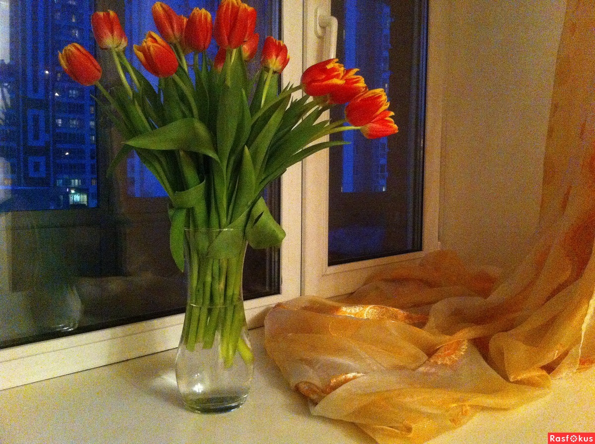 Тюльпаны у вечернего окна
