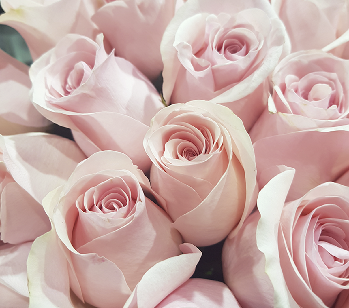 Бледно розовые розы. Светло розовые розы. Нежные розовые розы.