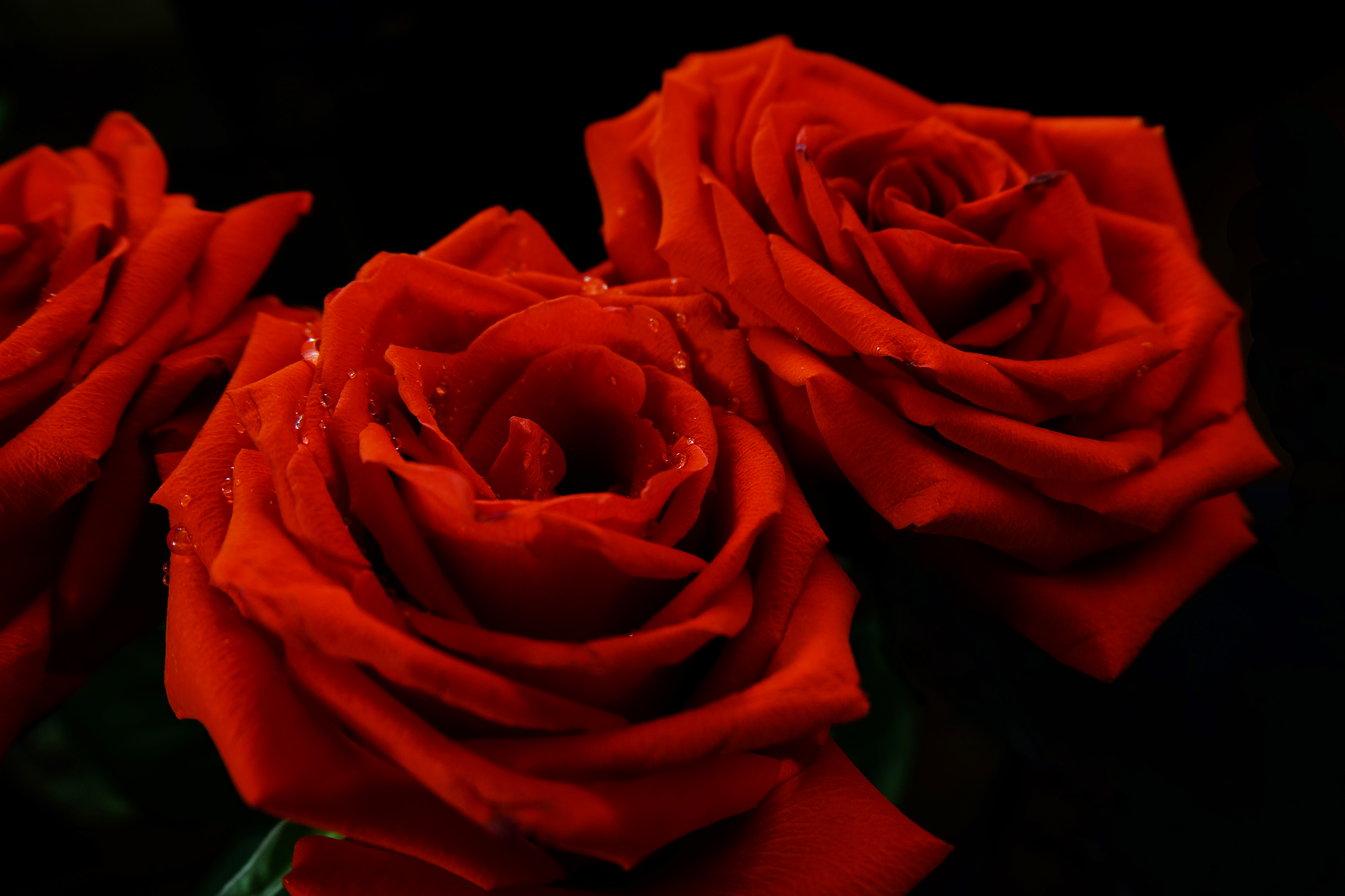 розы алые розы красные картинки
