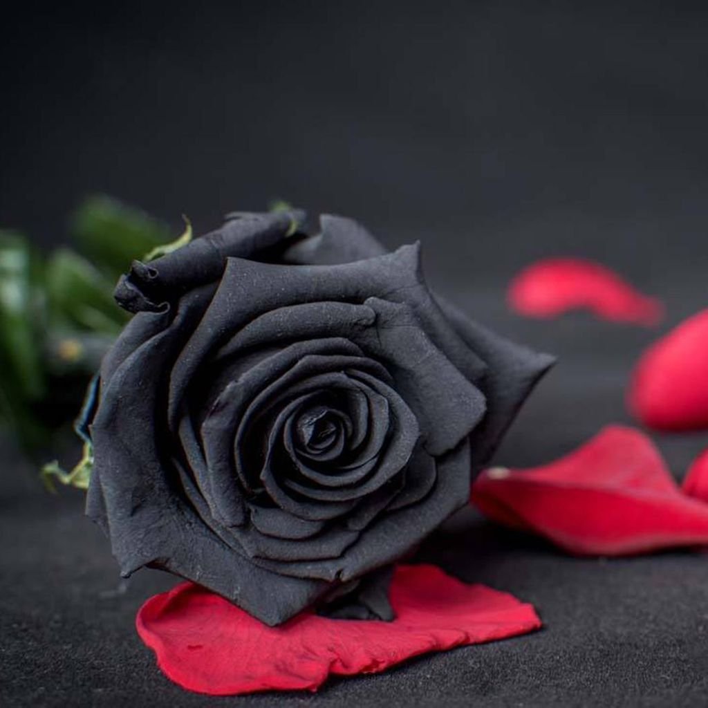 черные розы фото картинки