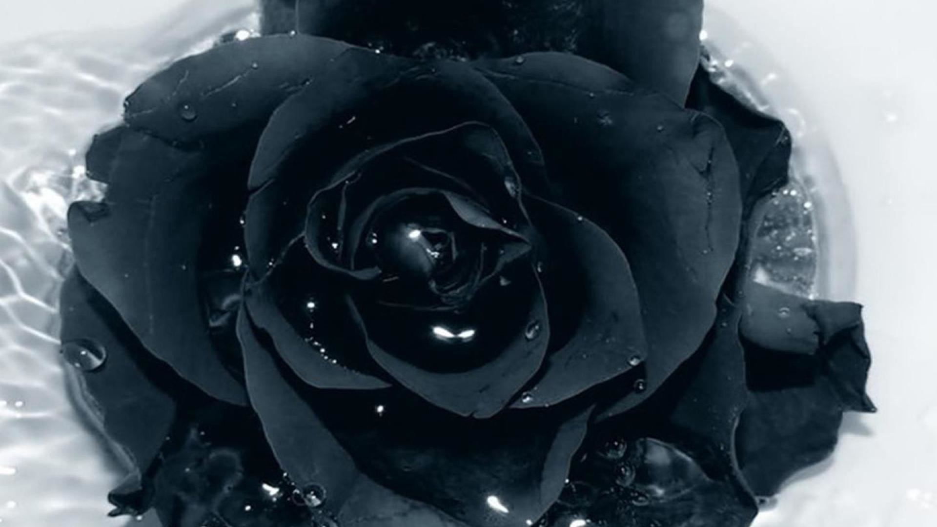Обои Черные Розы