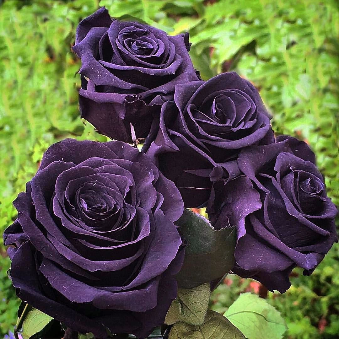 РС-чёрная роза.