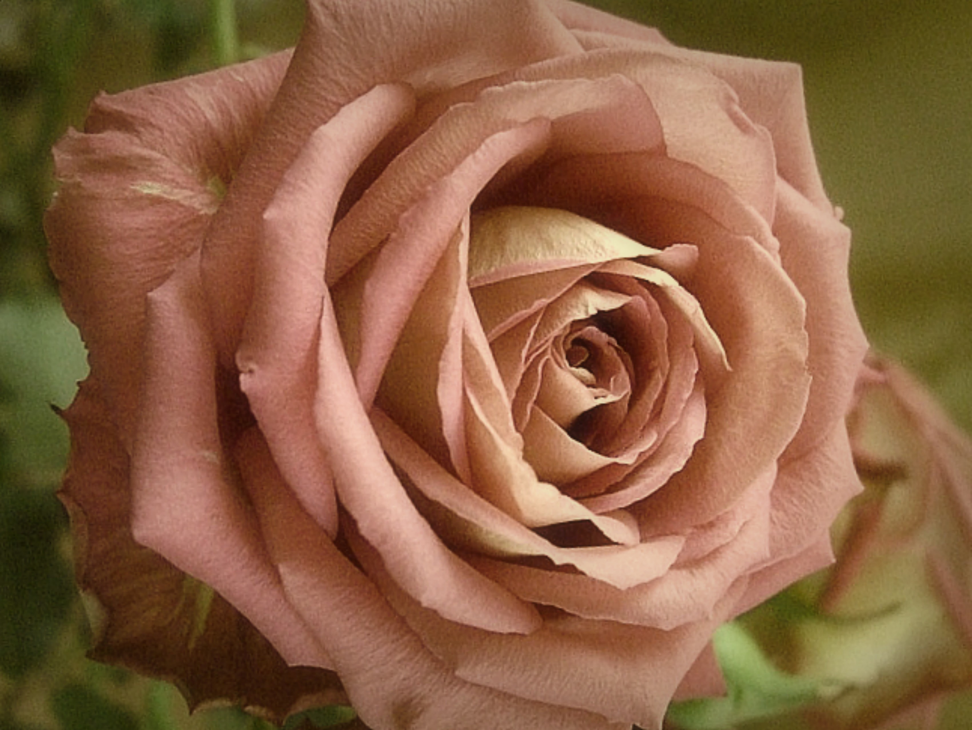роза коричневого цвета фото