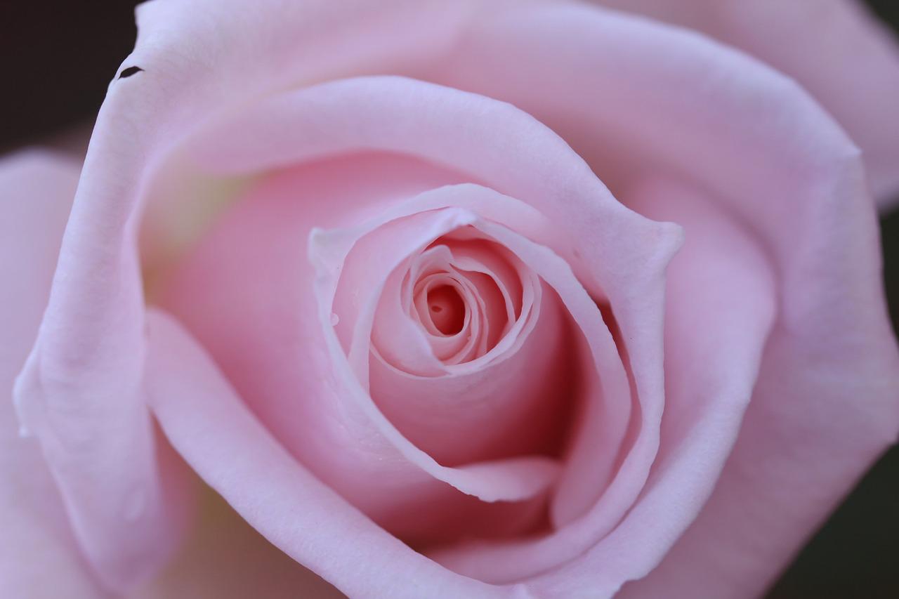 Лепесток розы нежно розовый на белом