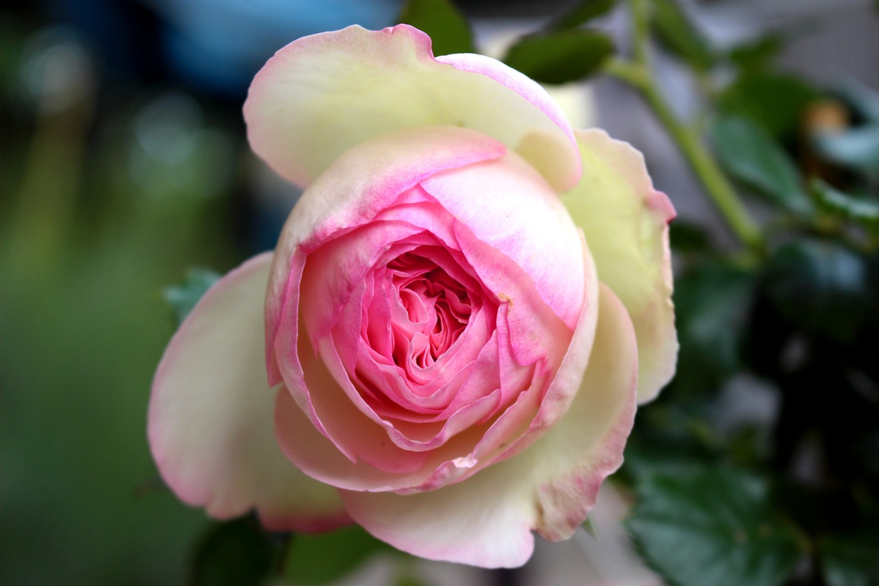 Розы белые с розовым ободком