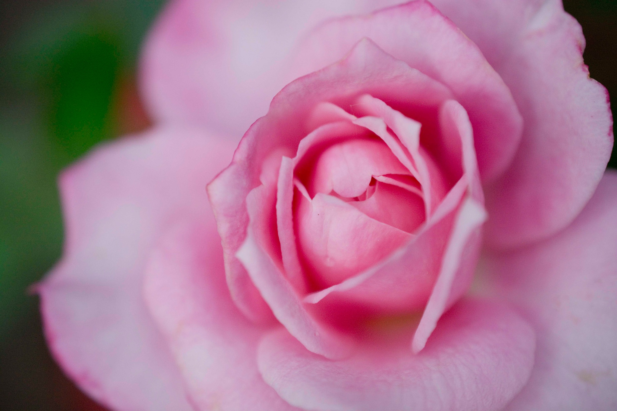 Нежно-розовые розы 