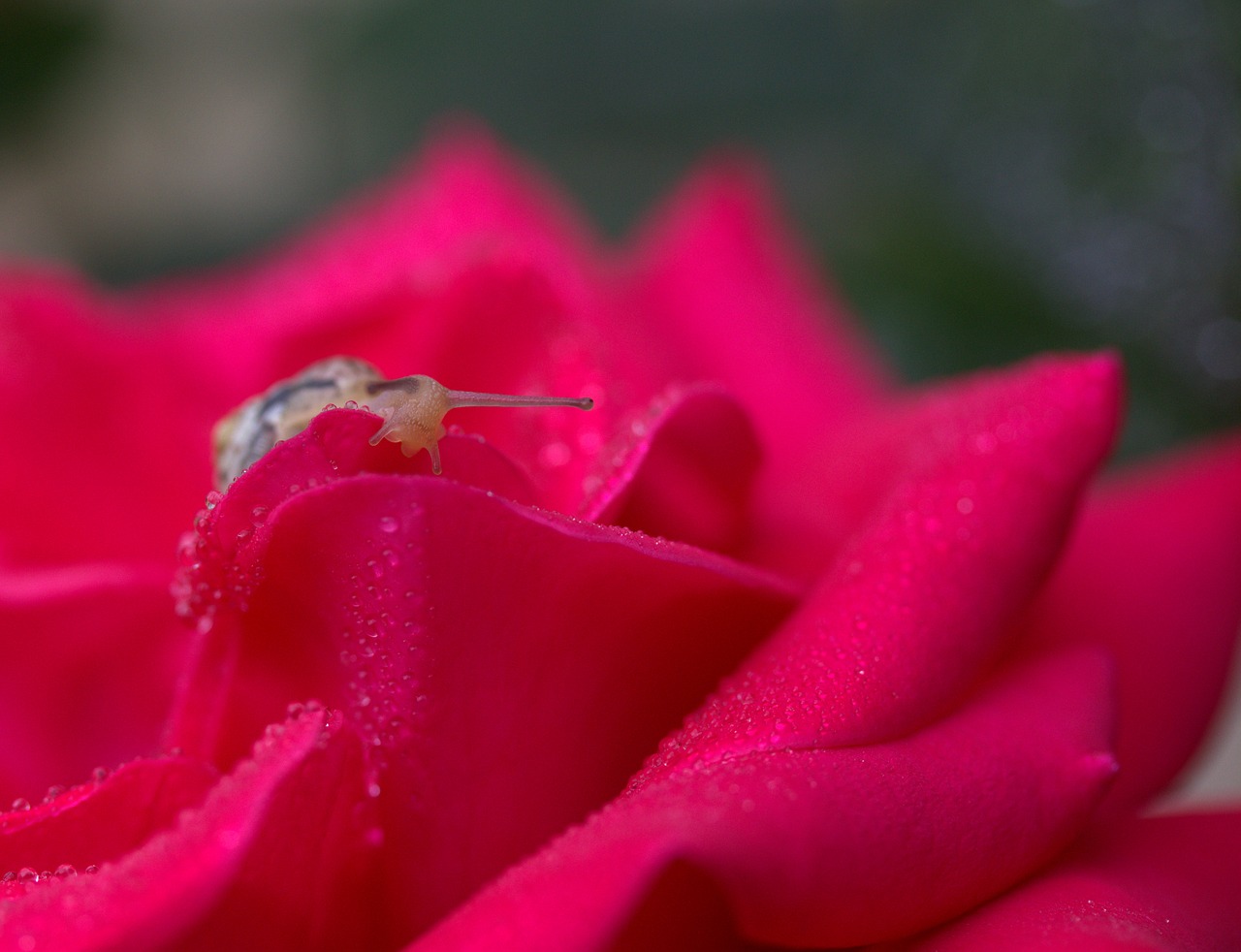 Розовая м вода. Розы в росе фото. Rose Snail.