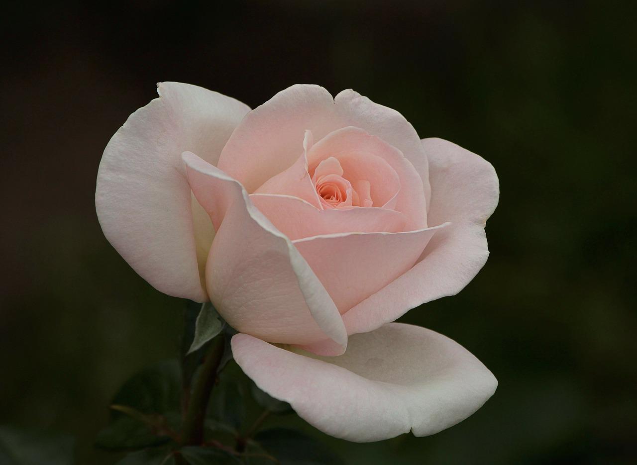Блеклая роза