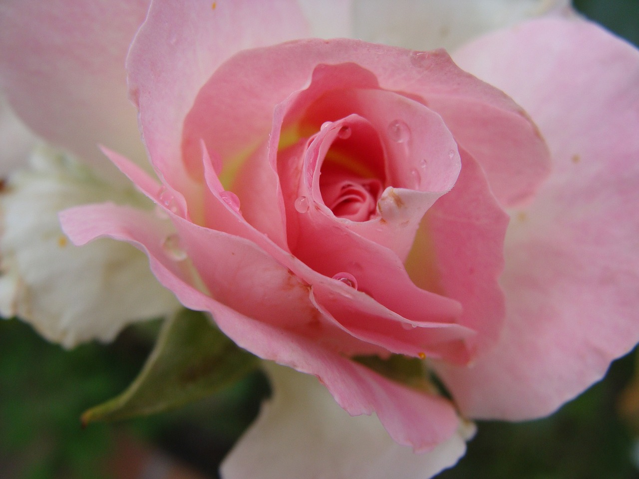 Роза флорибунда нежно розовая
