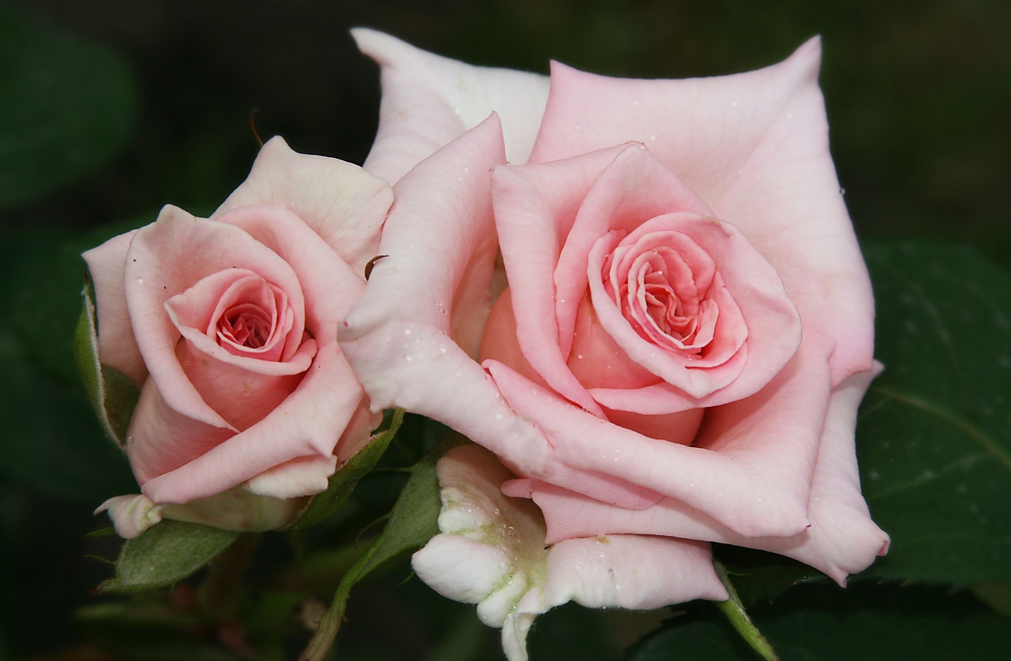 Роза нежно розовая название