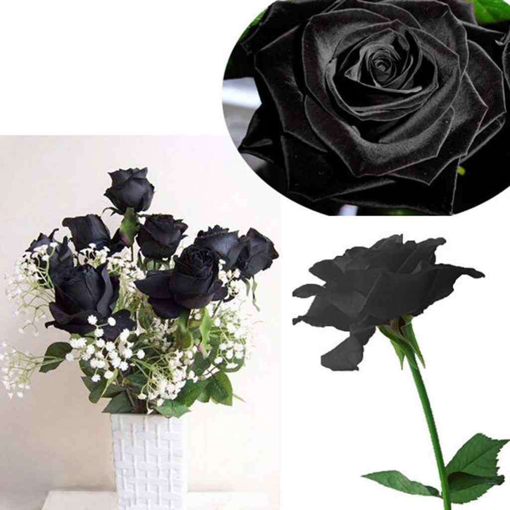 Роза бонсай черная