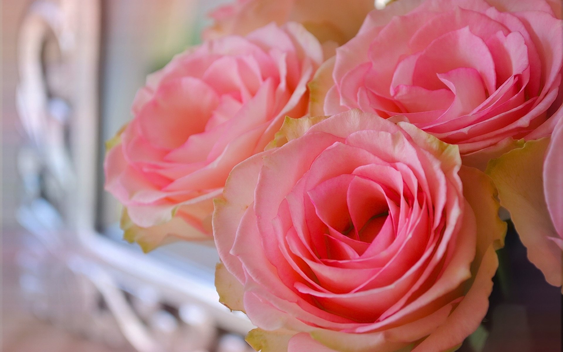 Чайная роза нежно розовая