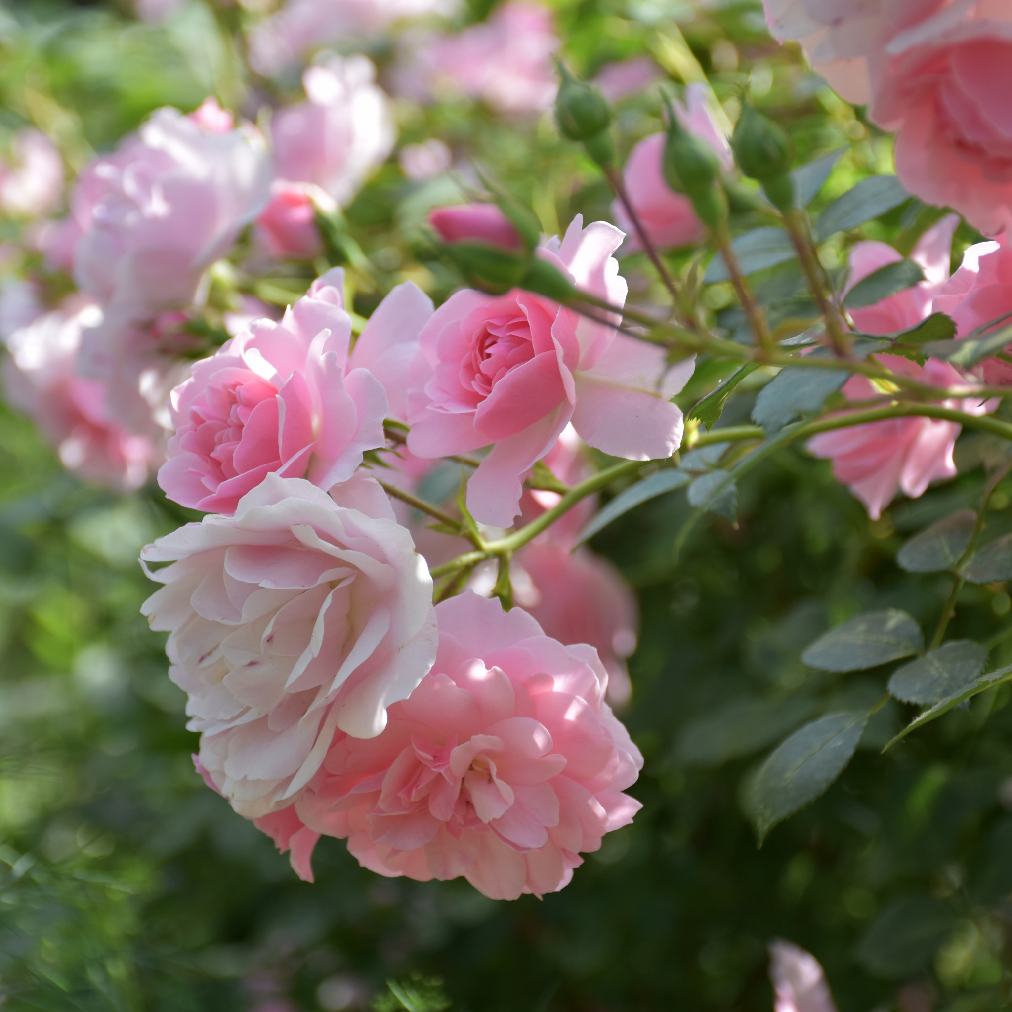 Розовые розы на кусту