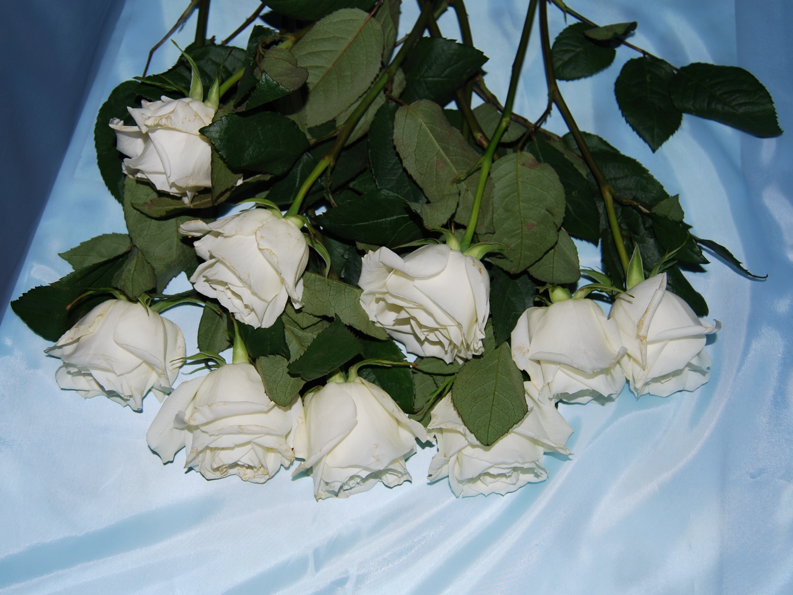 Красивые белые розы на кровати