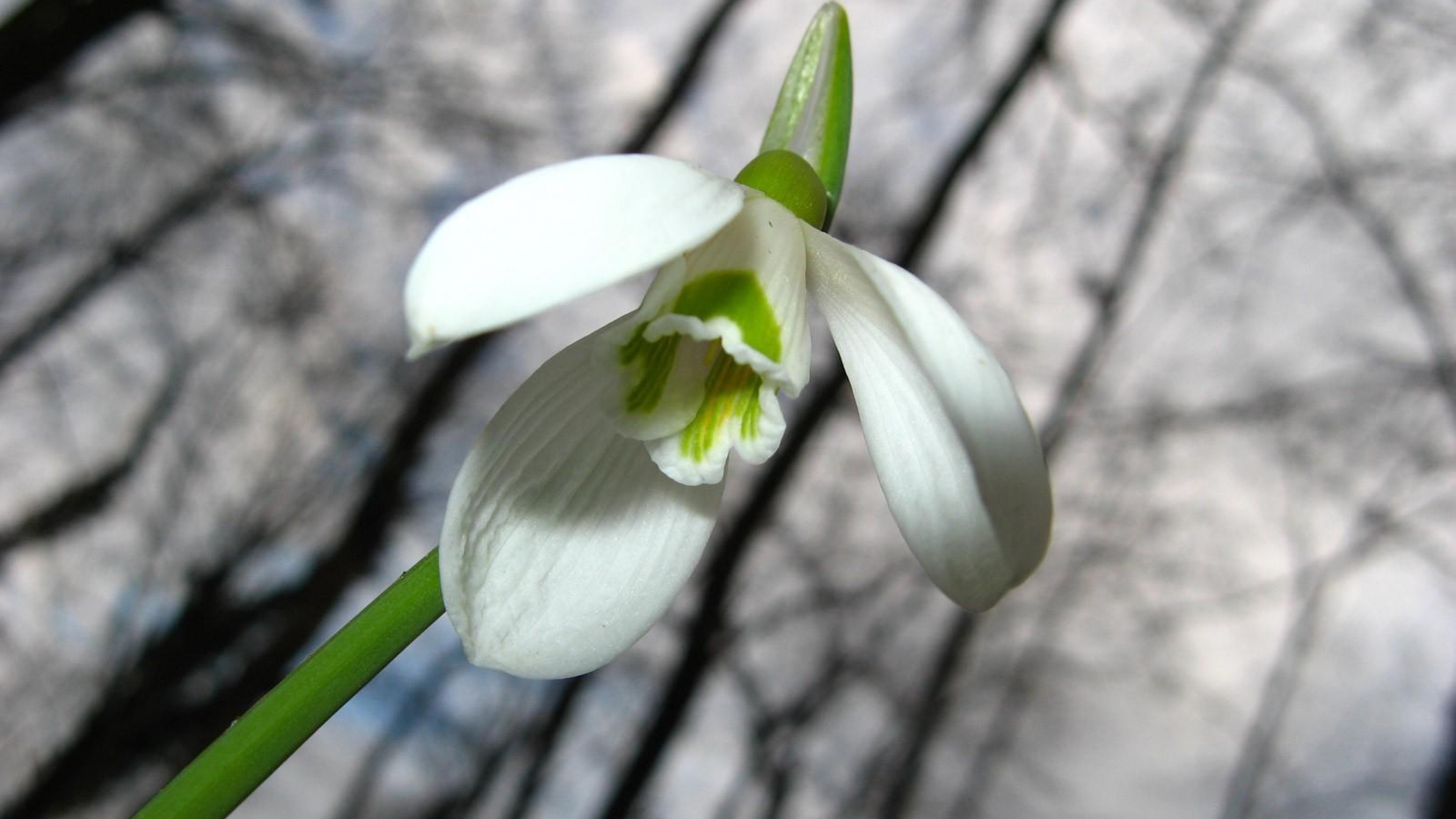 Пролеска цветок белая