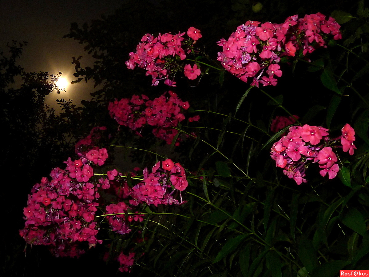 цветы ночью фотография цветы ночью фотография