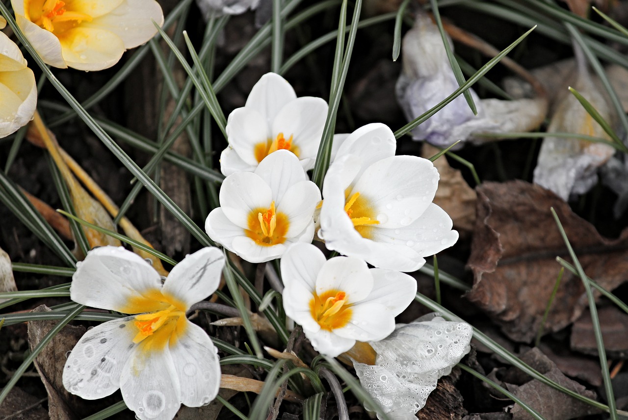 Весенний цветок четыре белых лепестка