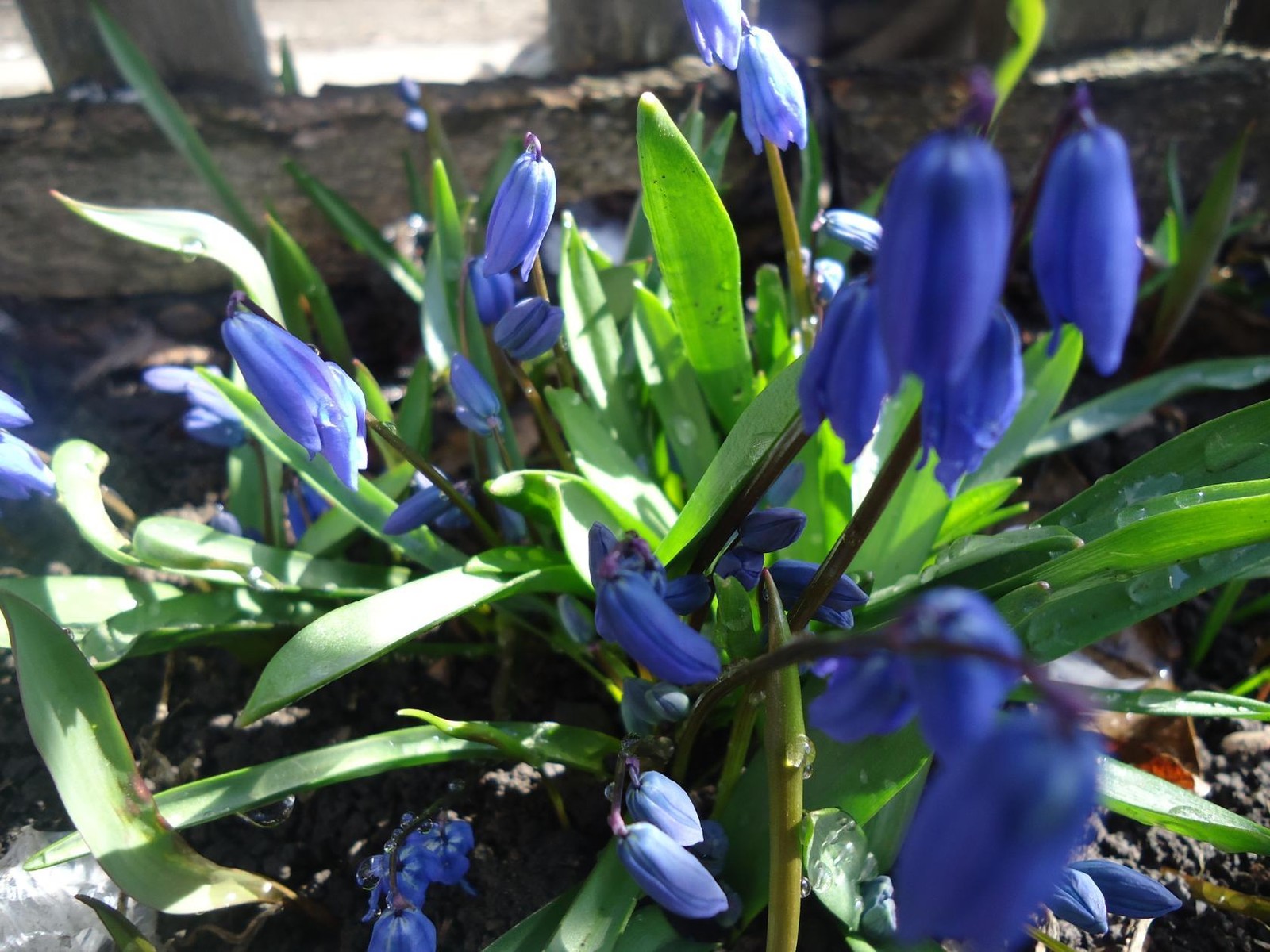 Цветы в виде подснежников синие