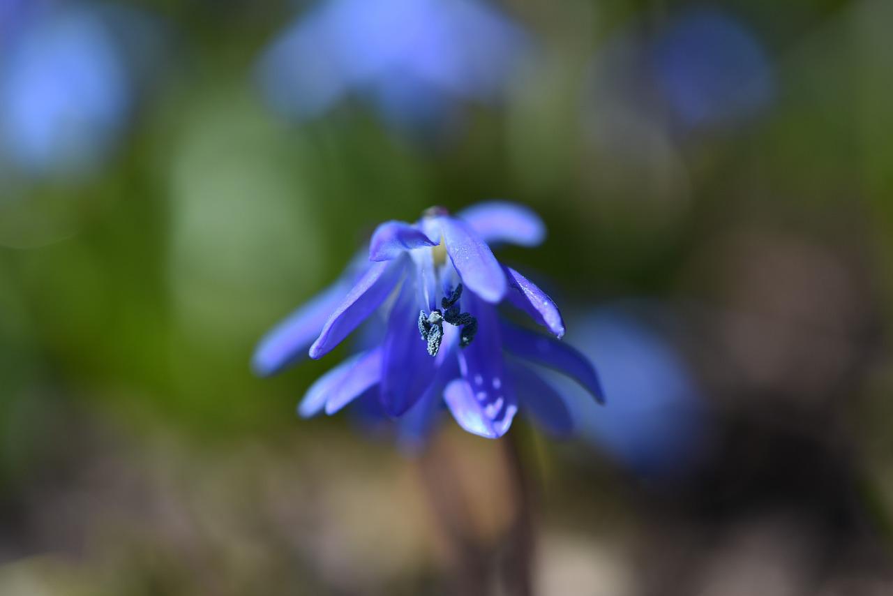 Голубые цветы цветение-апрель
