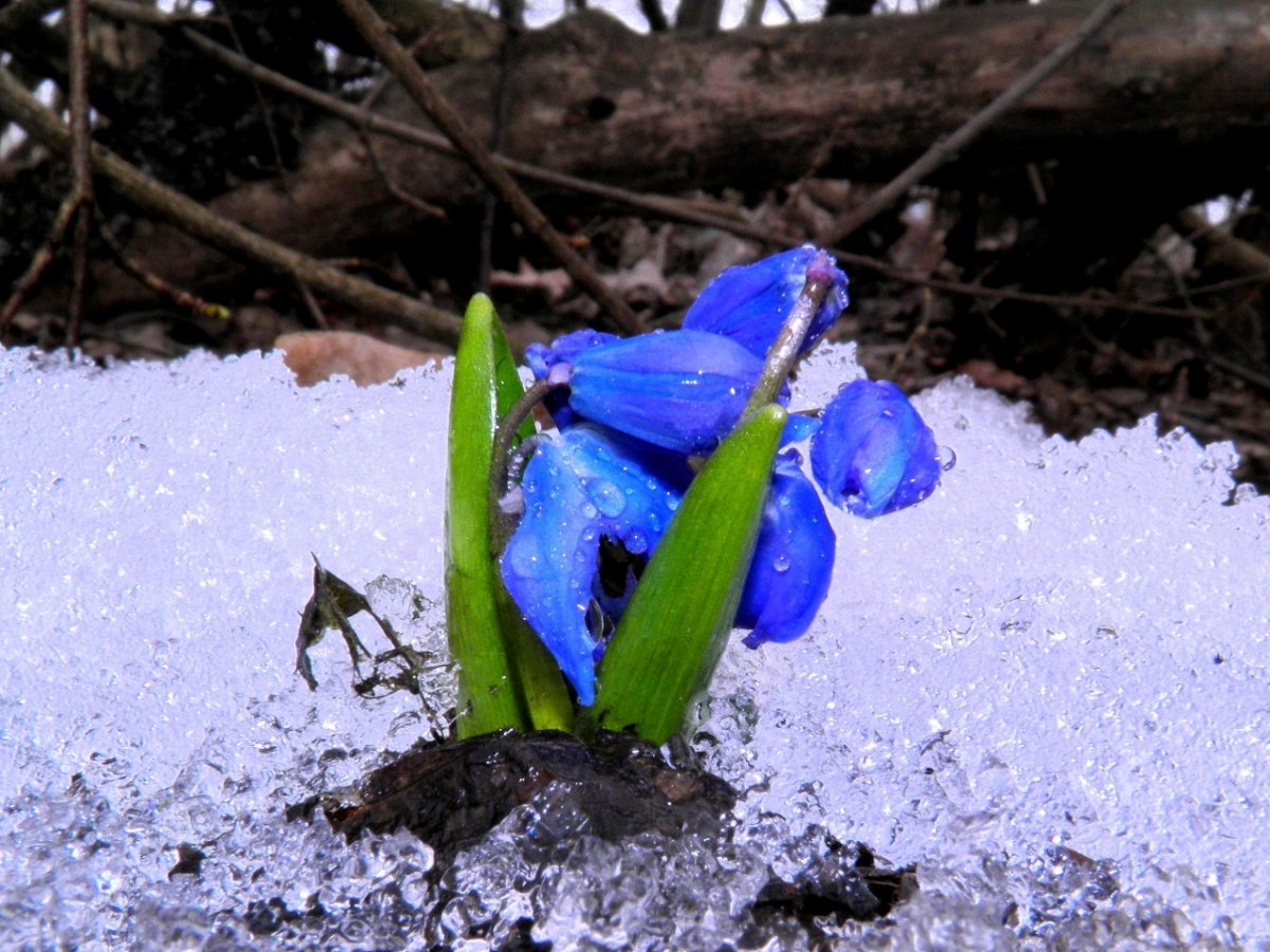 Синий Подснежник на снегу