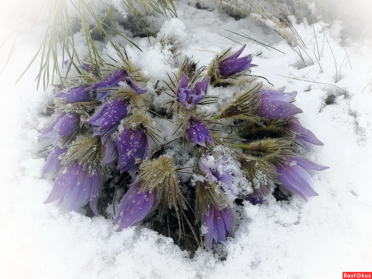 Цветы в снегу сон