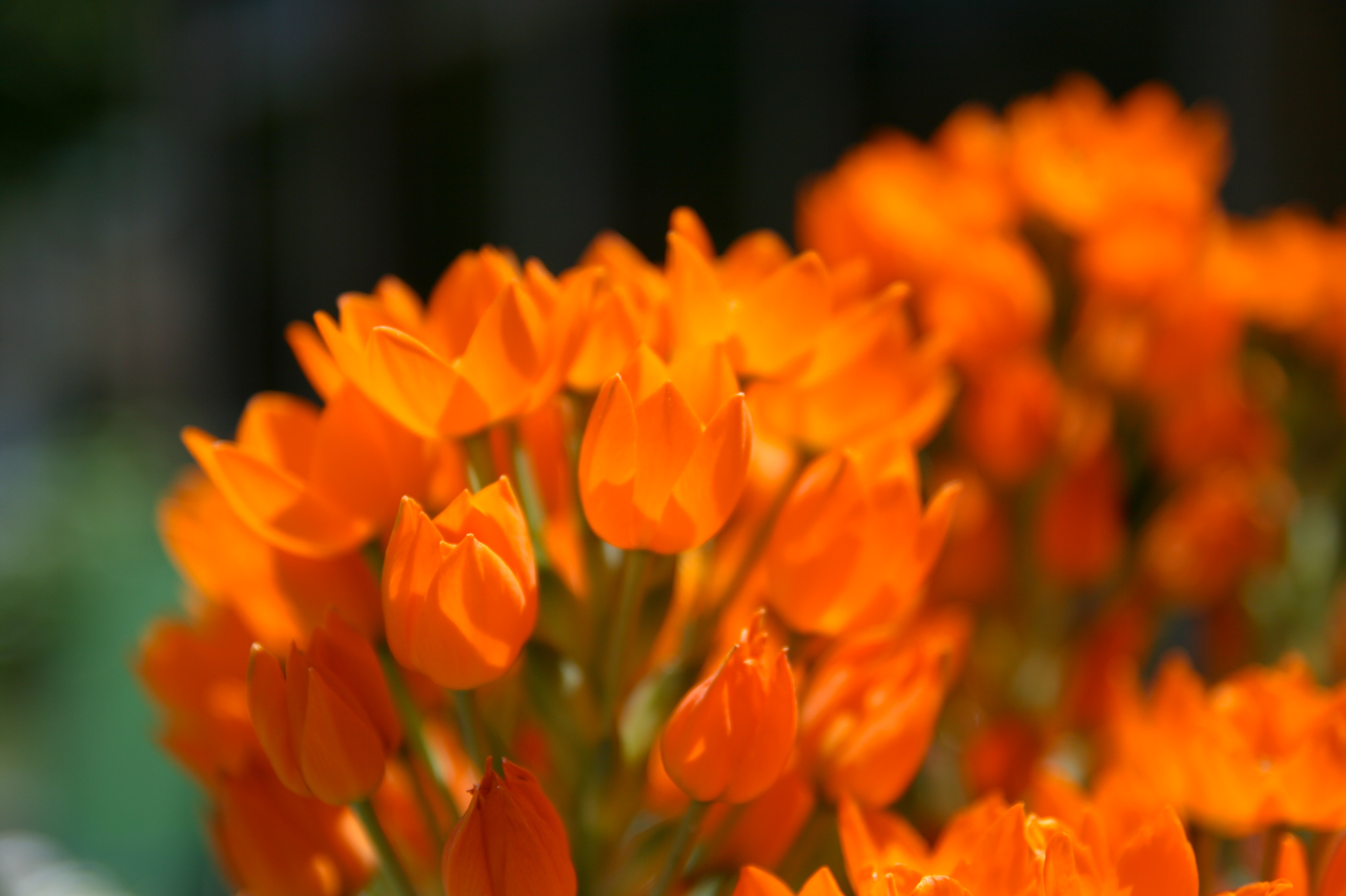 Весенние оранжевые цветы фото и названия