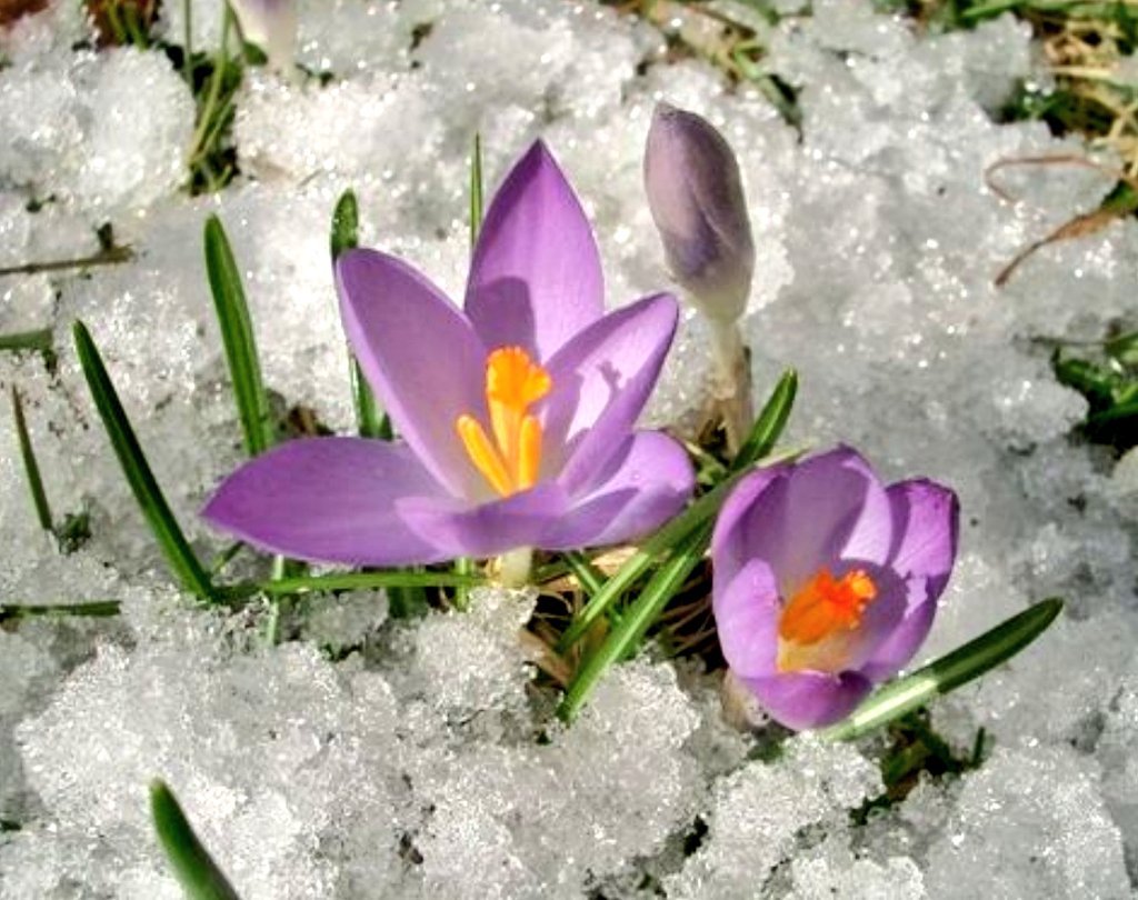 Весна подснежники в снегу