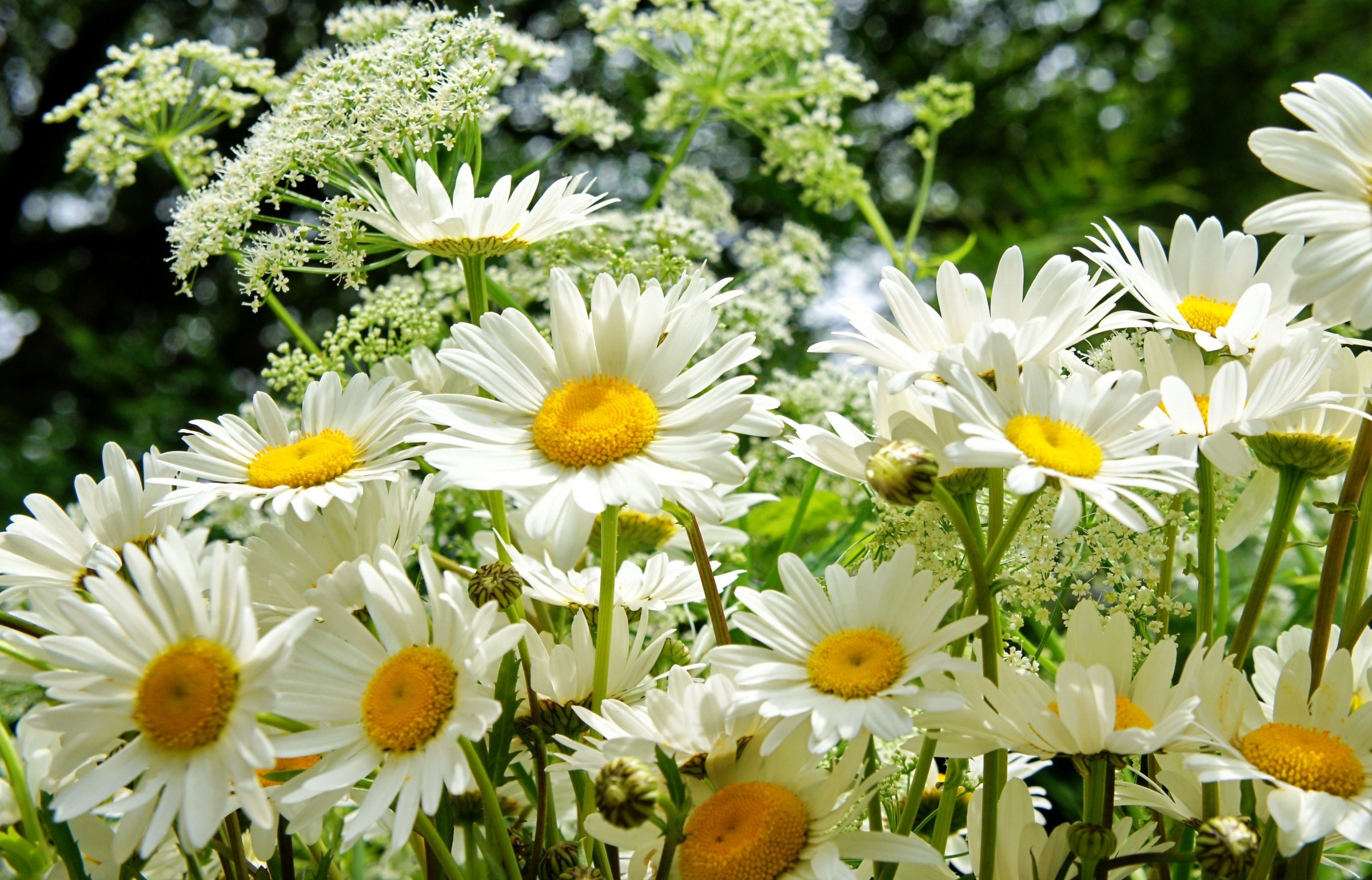 Лето фото красивые цветы