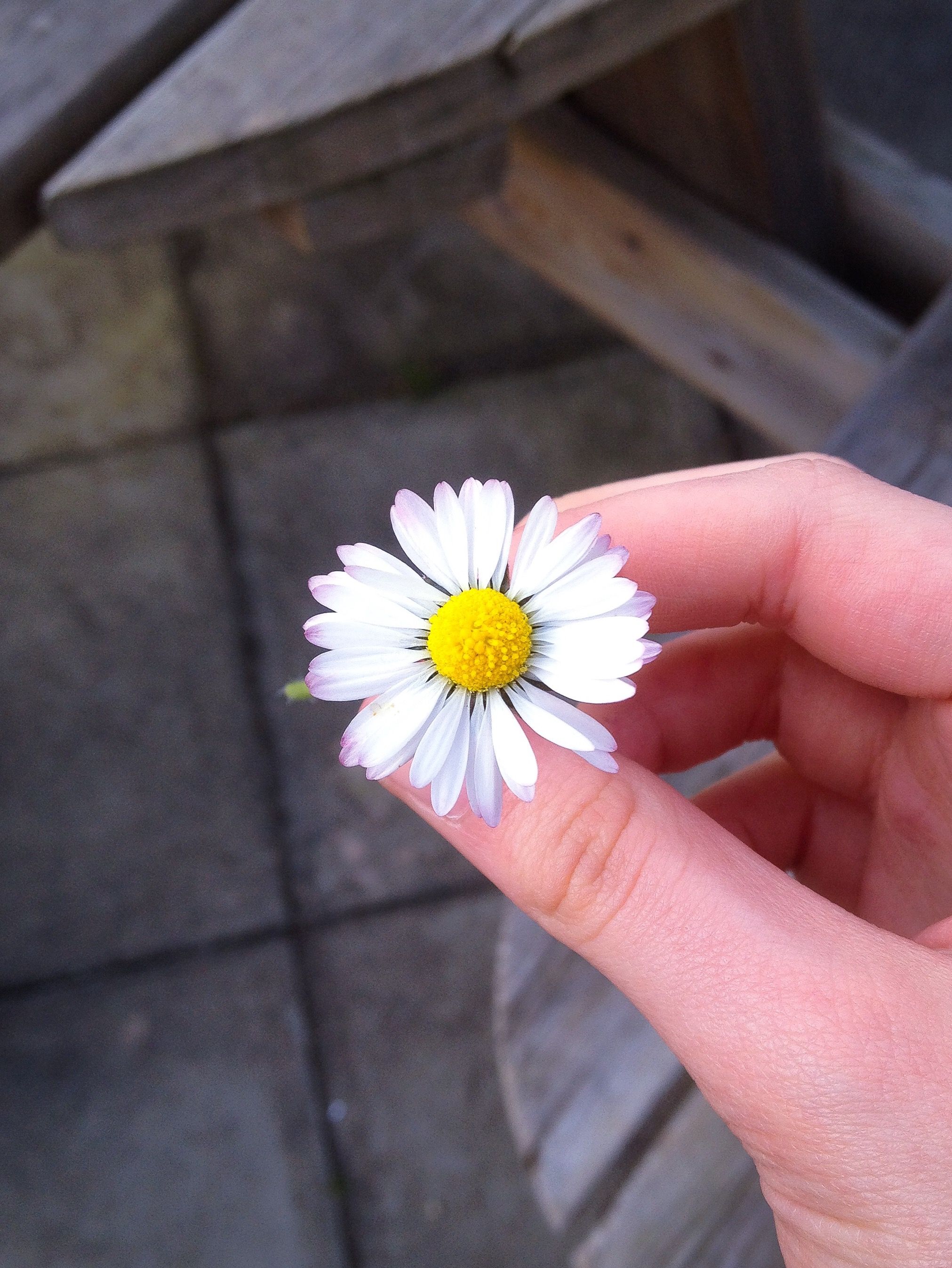 Маленький цветочек в руках