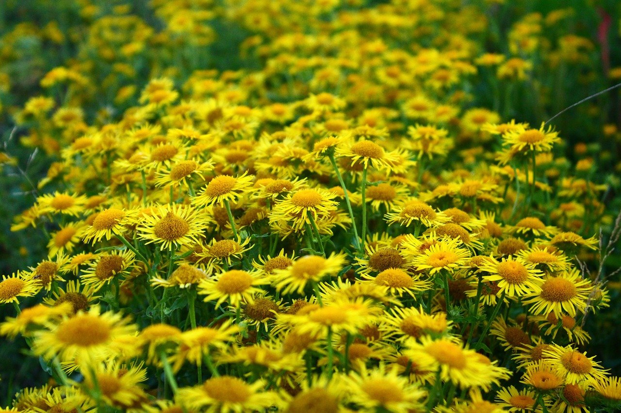 Цветы желтые ромашки