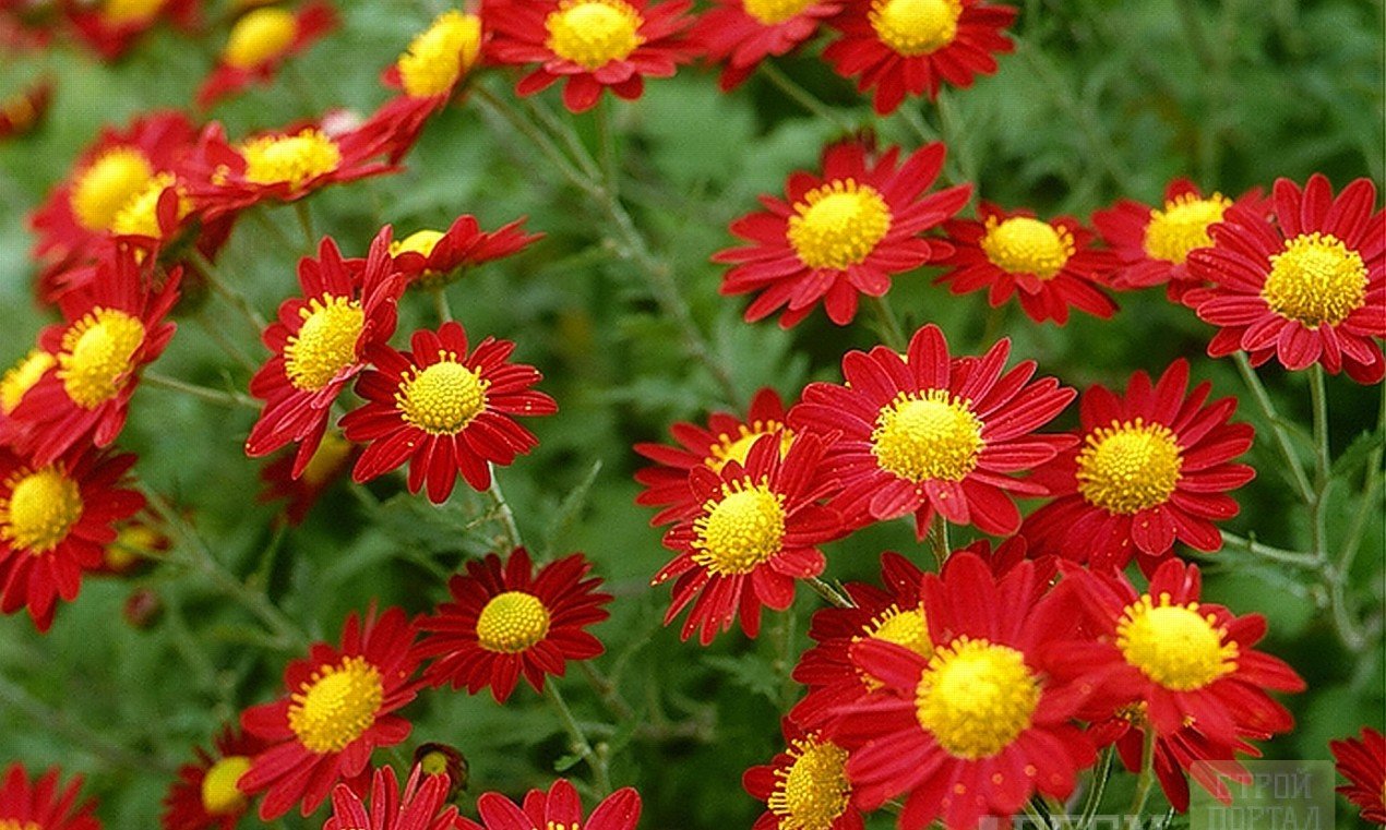 Ромашка красная многолетняя фото цветов