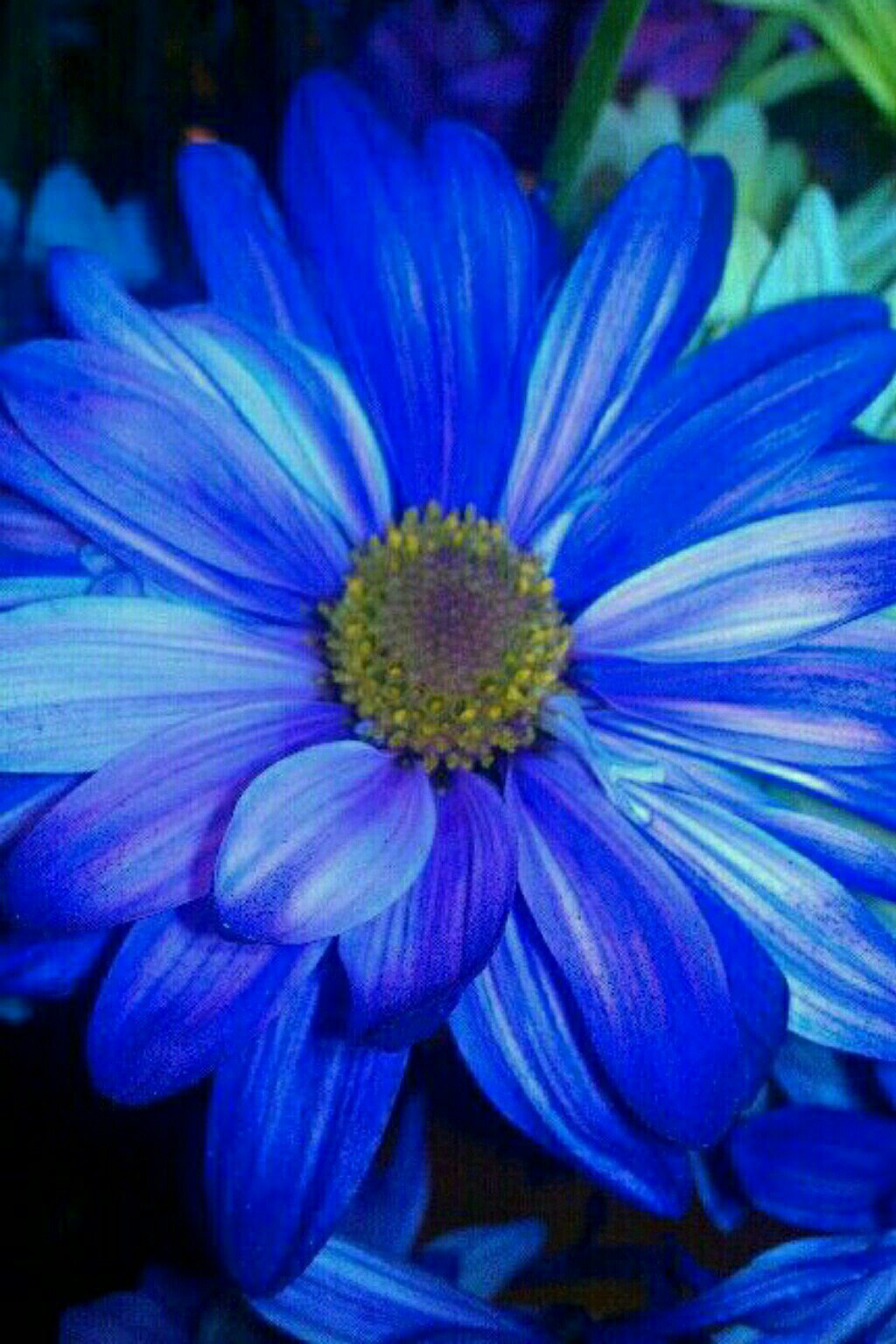 Синий Дейзи цветы