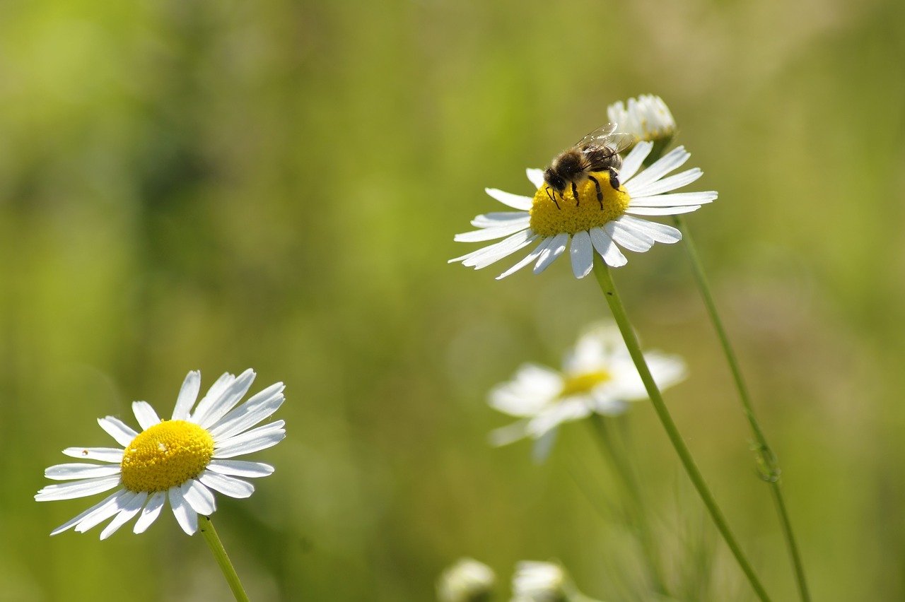 Ромашки пчела красивая композиция на природе