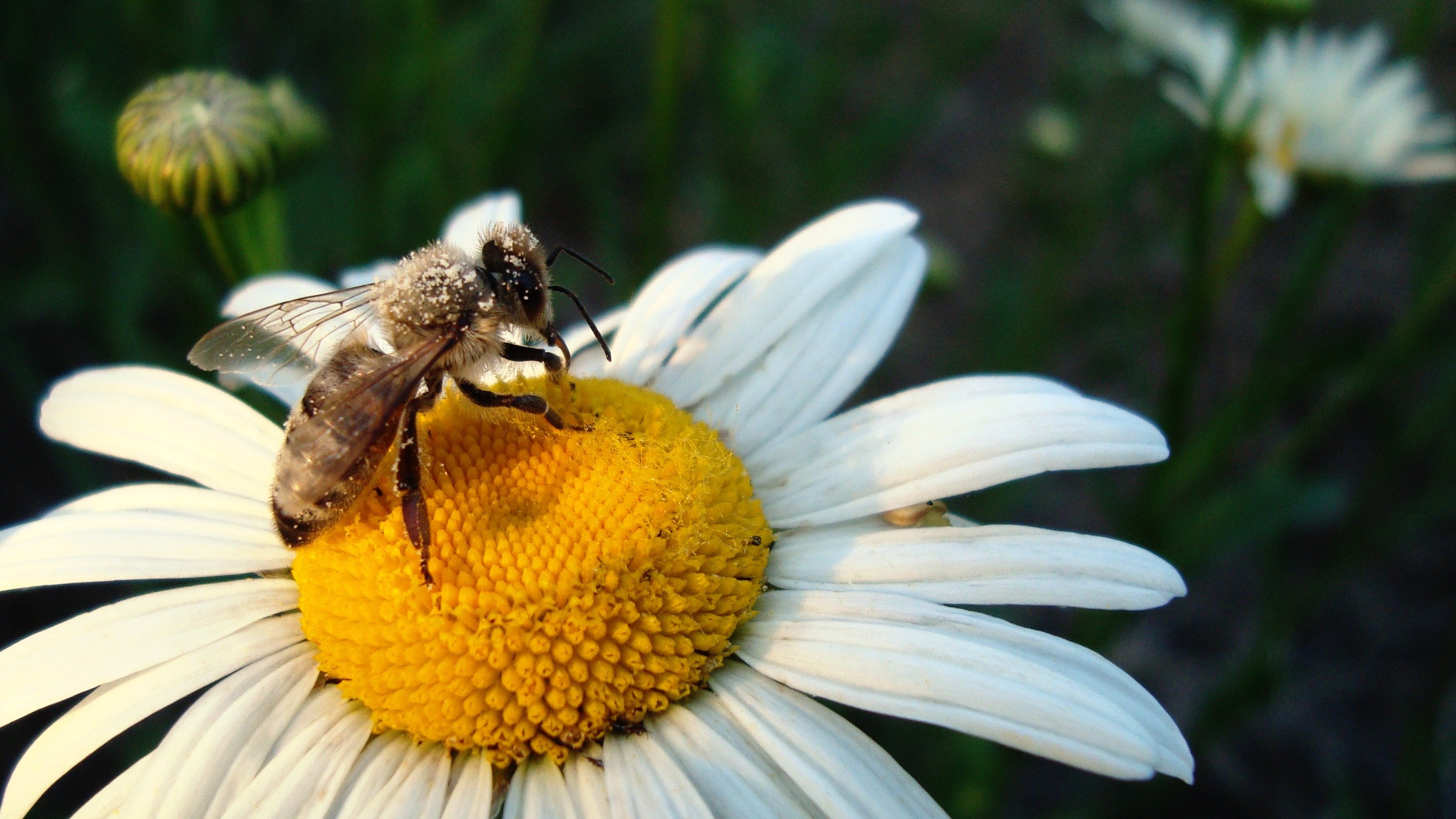 Пчелка над цветком