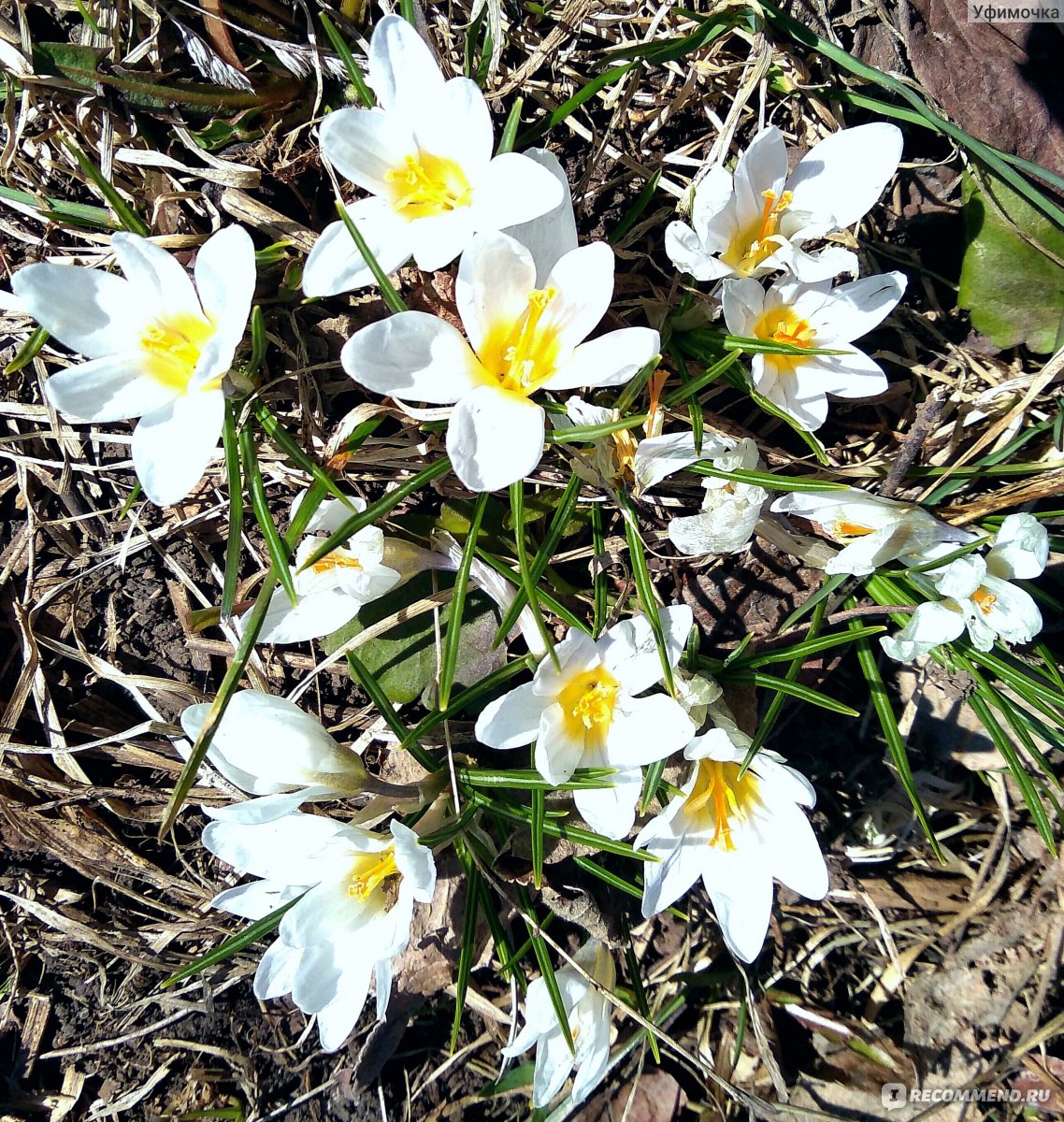 Первоцветы белые