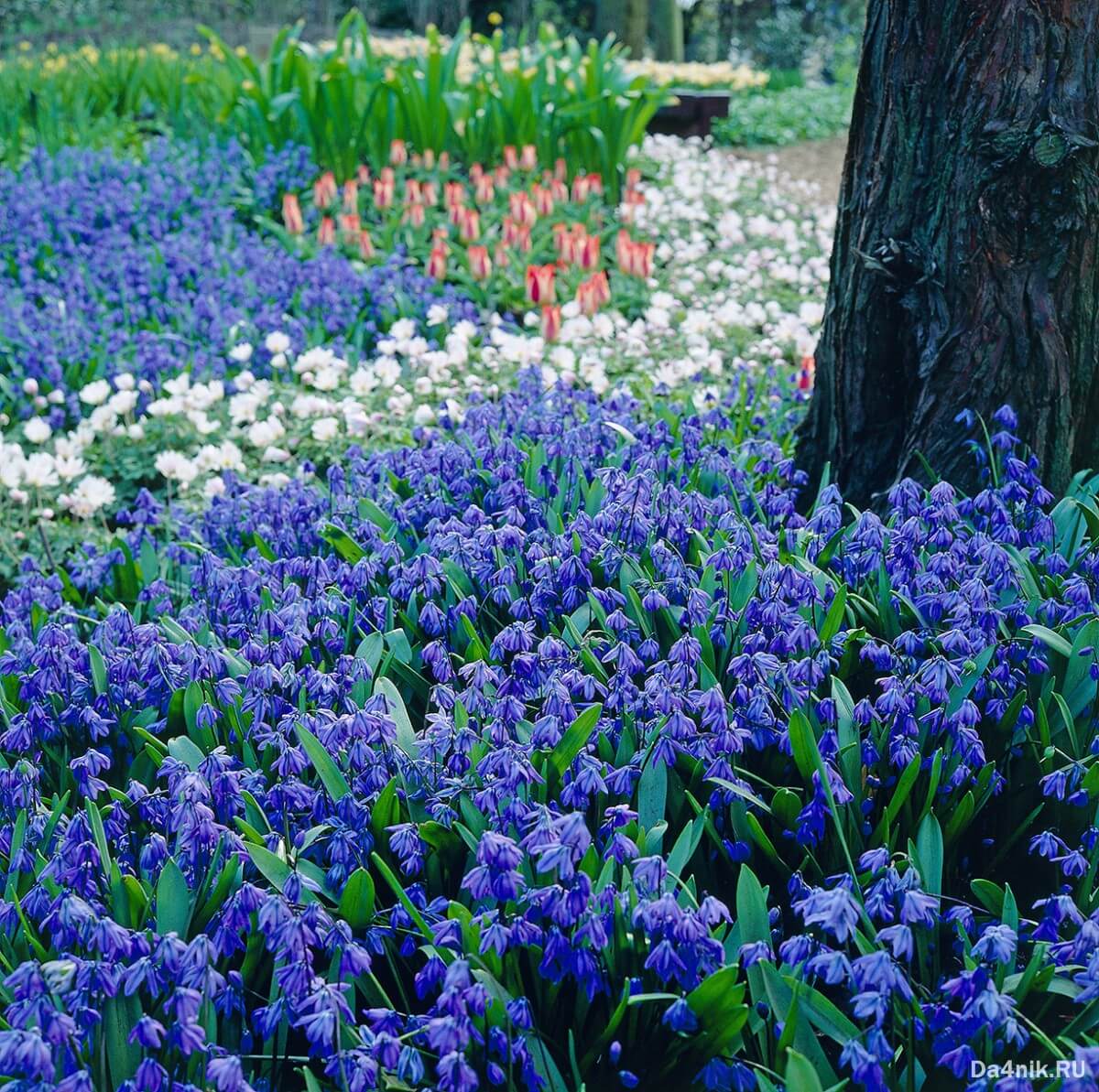 Первоцветы голубые фото с названиями