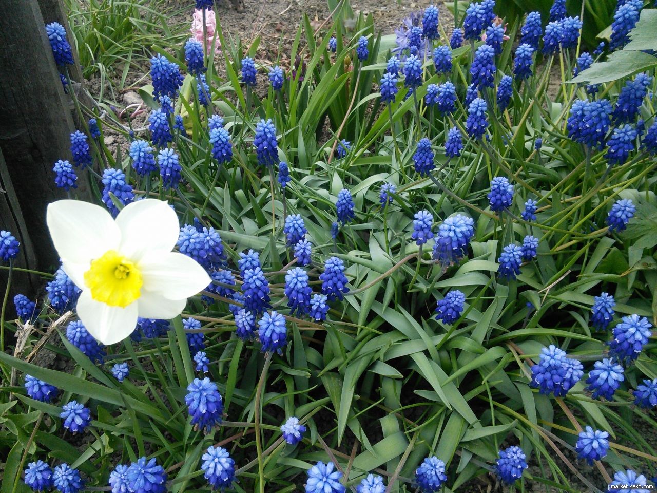 Первые синие весенние цветы фото и названия в саду