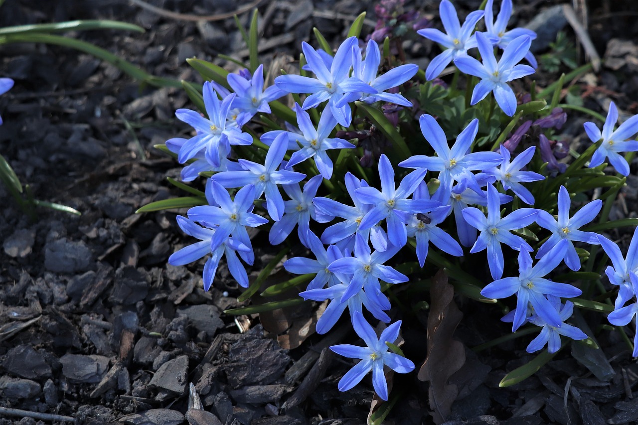 Первоцветы фото с названиями садовые голубые