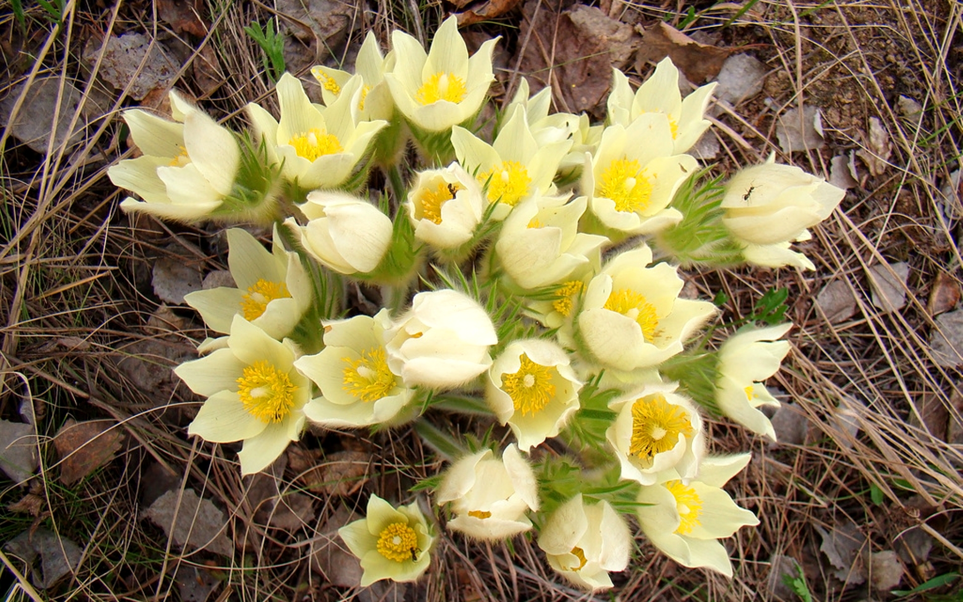 Желтые ранние цветы весной как называется. Подснежник прострел желтеющий. Прострел желтеющий (Сибирский Подснежник). Прострел желтеющий (Pulsatilla flavescens (Zucc.) Juz). Прострел флавесценс.