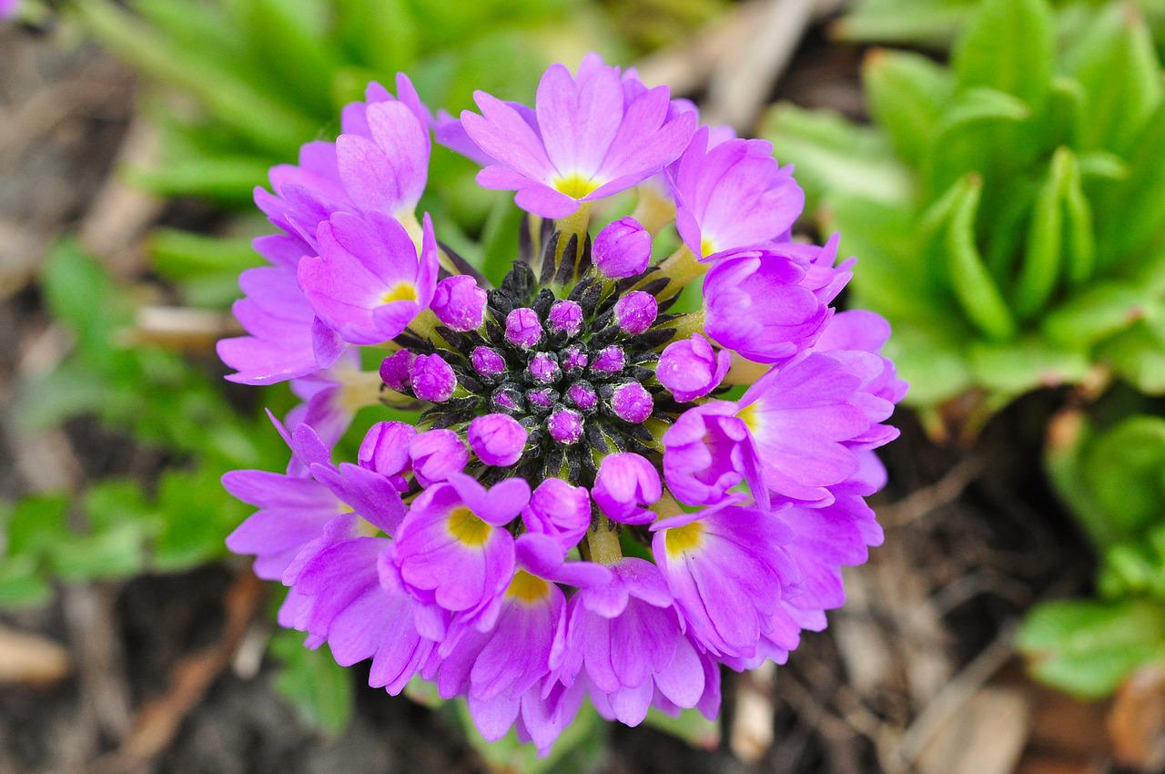 Примула Primula 'Purple Pip'