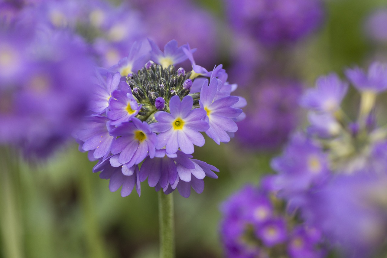 Цветы с фиолетовыми соцветьями весенние фото