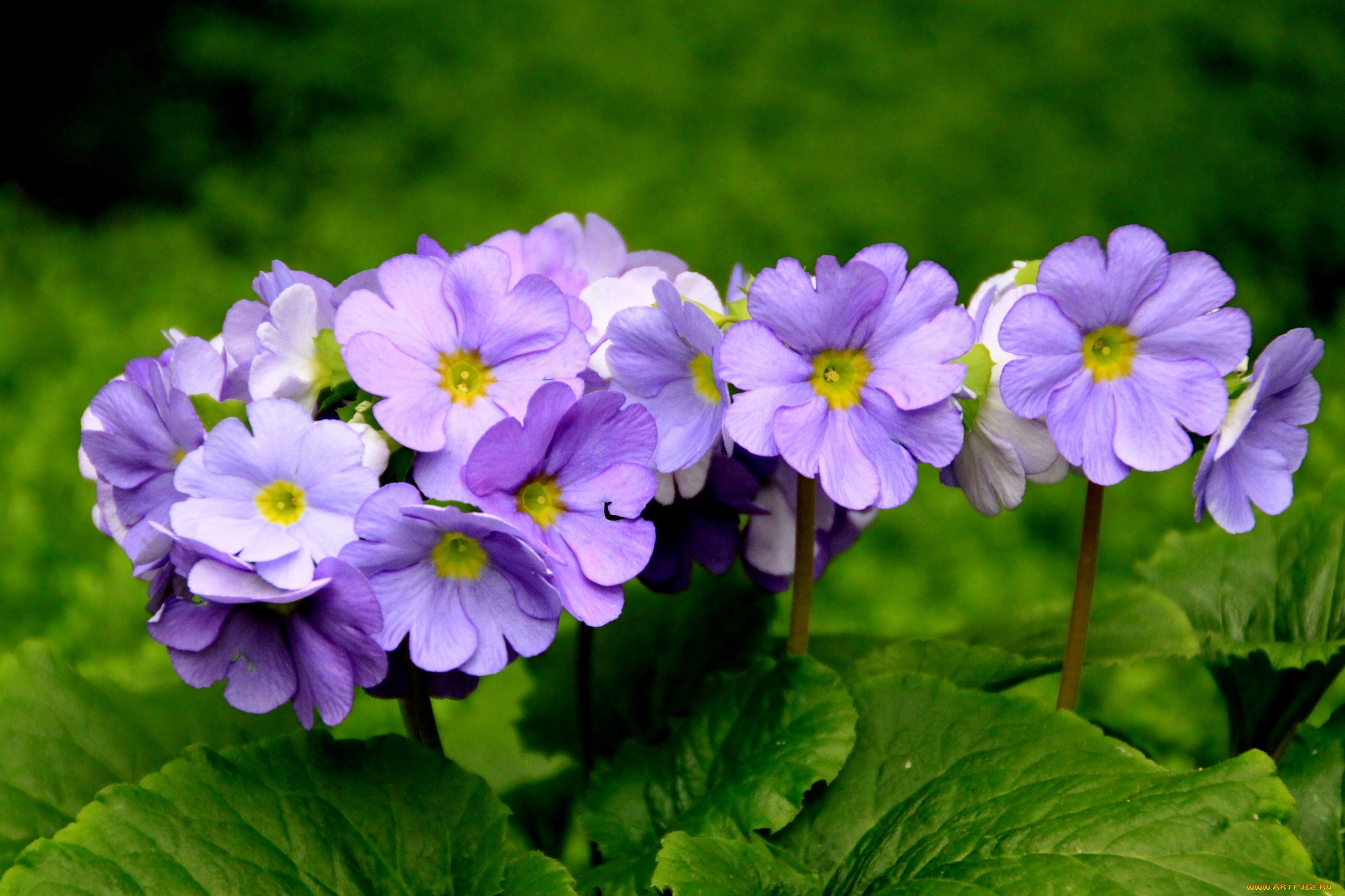 Фиолетовые первоцветы. Примула Бартл. Bartl/ Бартл примула. Примула Обконика фиолетовая. Примула (Primula) Lilac.