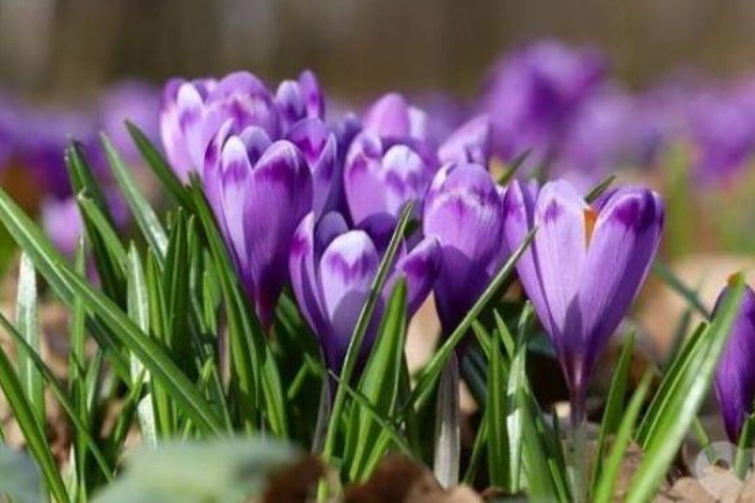 Фиолетовые первоцветы. Первоцвет сиреневый Крокус. Крокус Шафран весенний. Цветы крокусы первоцветы. Весенние первоцветы крокусы.