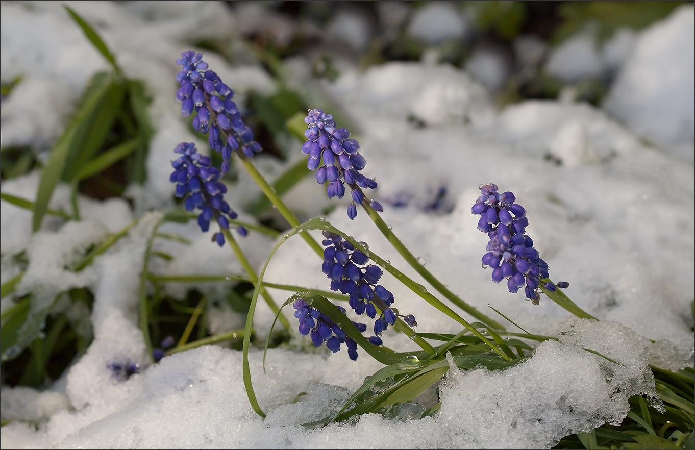 Около снега первоцвет стебель фиолетовый и мелкие цветы