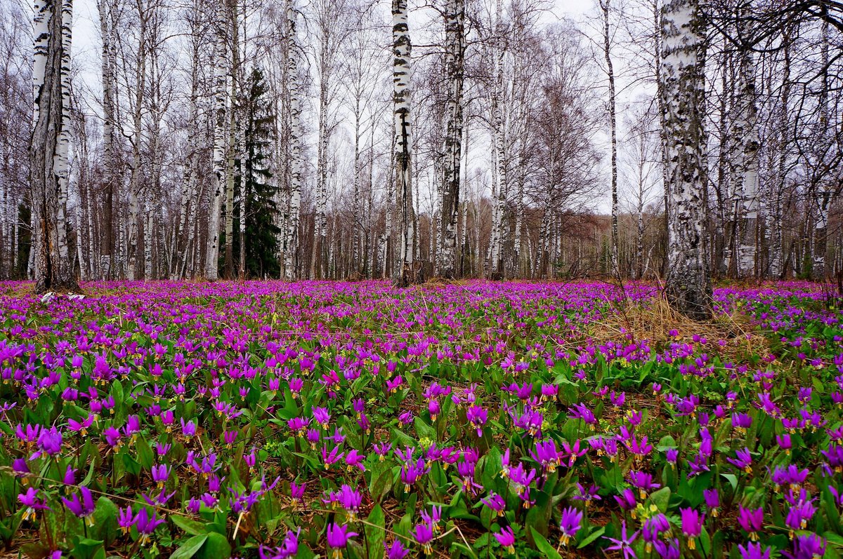 цветы ленинградской области фото с названиями