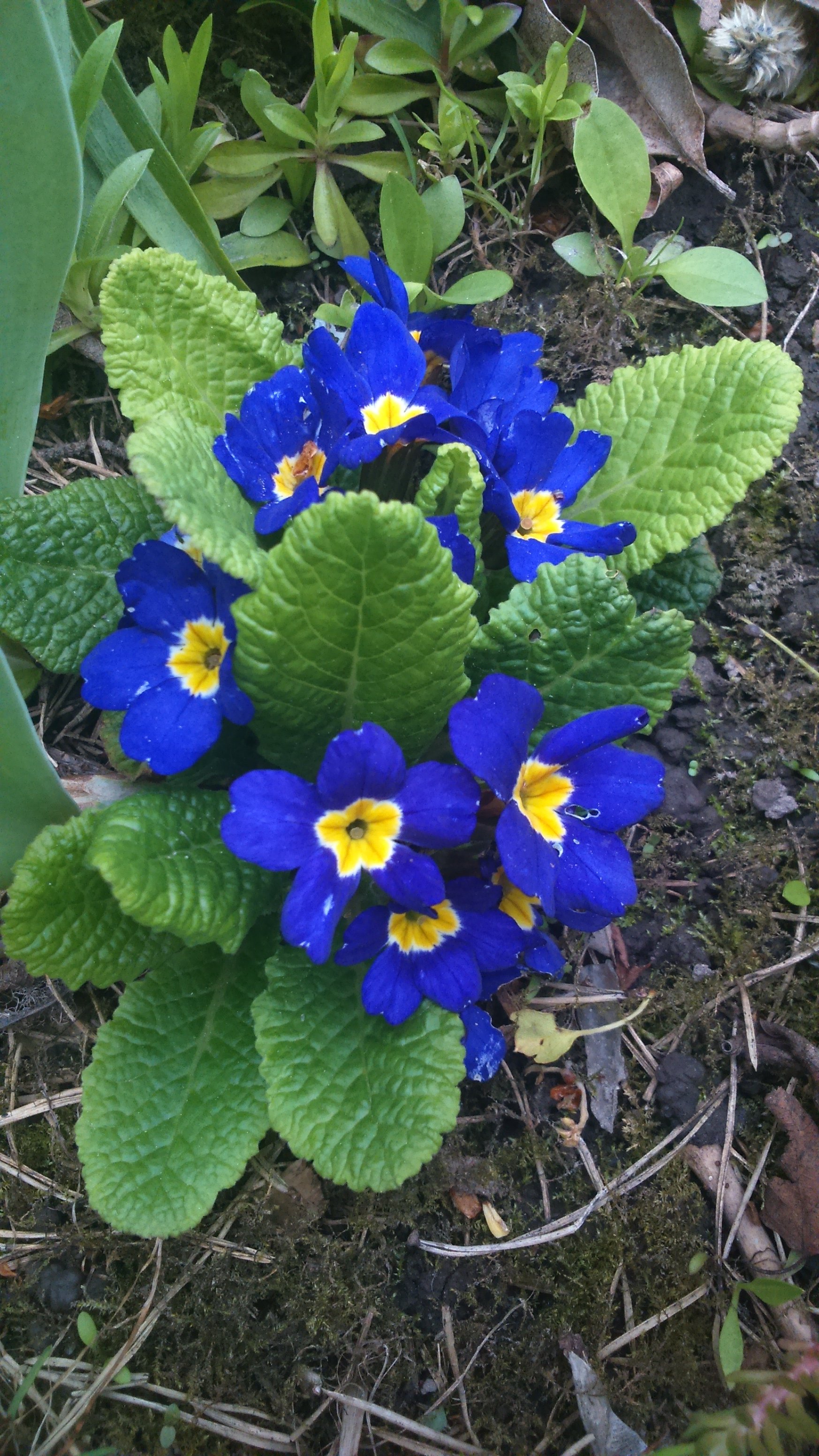 Первоцветы фото с названиями садовые голубые